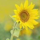 向阳花